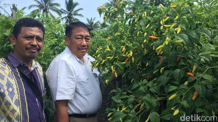 Stok Cabai Rawit Jelang Ramadan Aman