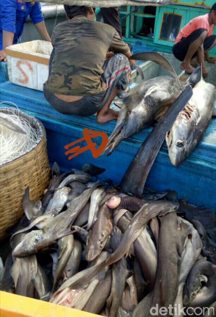 Polisi Tangkap Kapal Nelayan Bodong Bermuatan 300 Kg Hiu di Bali