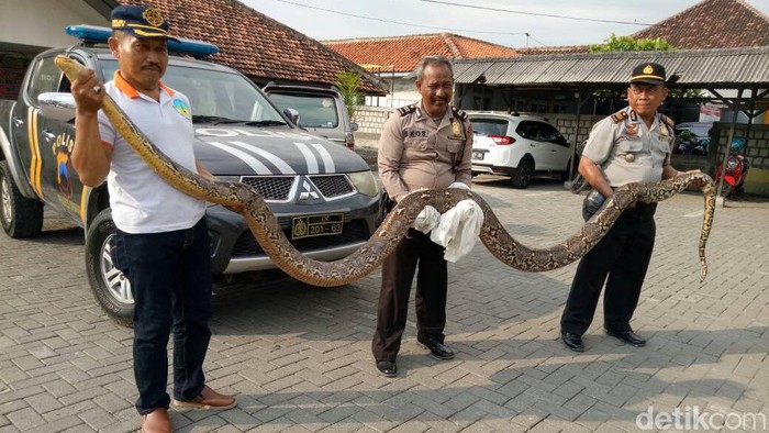 Ular Sanca 5,5 Meter Ditangkap Warga di Demak