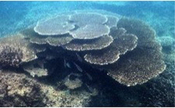 Terumbu Karang dan Pesona Bawah Laut RI Dipamerkan di Malaysia