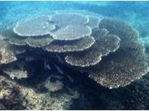 Terumbu Karang dan Pesona Bawah Laut RI Dipamerkan di Malaysia