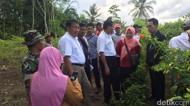 Dirjen Hortikultura cek lahan cabai rawit