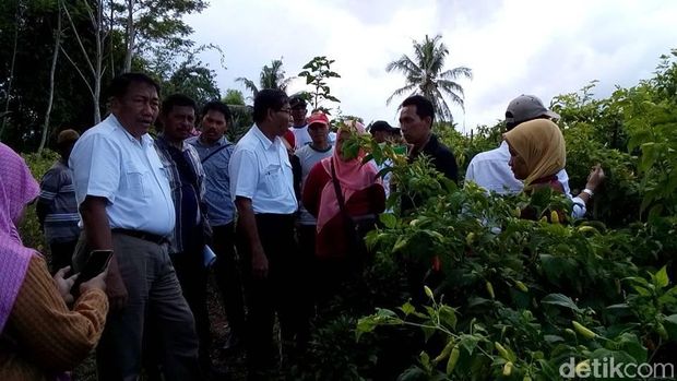 Dirjen Hortikultura cek lahan cabai rawit