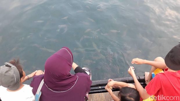 Sensasi Berenang Sambil Memberi Makan Hiu di Banyuwangi Underwater