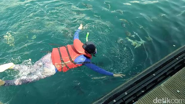 Sensasi Berenang Sambil Memberi Makan Hiu di Banyuwangi Underwater