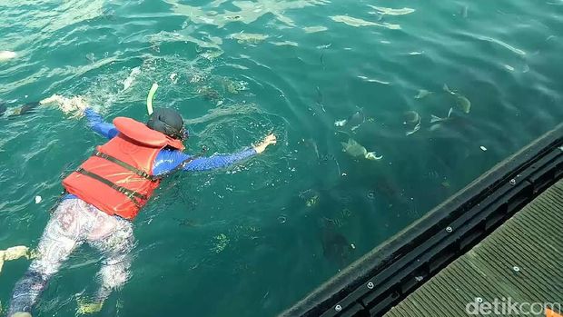 Sensasi Berenang Sambil Memberi Makan Hiu di Banyuwangi Underwater