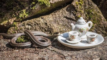 Foto: Jay Rainey via Bored Panda