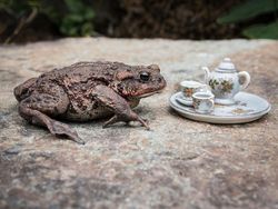 Begini Kalau Nongkrong Sambil Ngeteh di Hutan