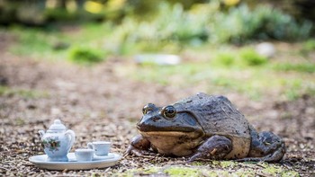 Foto: Jay Rainey via Bored Panda