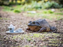 Begini Kalau Nongkrong Sambil Ngeteh di Hutan