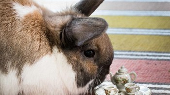 Foto: Jay Rainey via Bored Panda