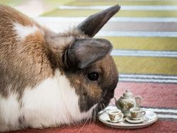 Begini Kalau Nongkrong Sambil Ngeteh di Hutan