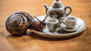 Foto: Jay Rainey via Bored Panda