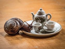 Begini Kalau Nongkrong Sambil Ngeteh di Hutan