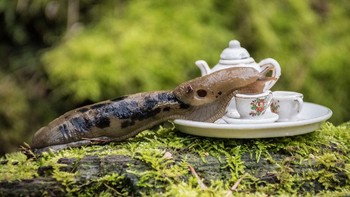 Foto: Jay Rainey via Bored Panda