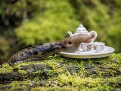 Begini Kalau Nongkrong Sambil Ngeteh di Hutan