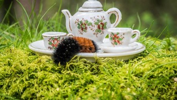 Foto: Jay Rainey via Bored Panda