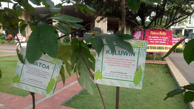 6 Pot tanaman dijejerkan di lapangan di depan Blok G Gedung Balai Kota.