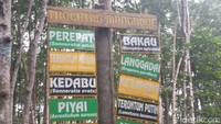 Foto: Ada 12 jenis pohon bakau yang ada di sini dan ukurannya besar-besar. Memasuki kawasan hutan bakau, sungguh pemandangan yang tak terlupakan (Chaidir/detikTravel)