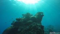 Spot cantik Karimunjawa ini berada di sisi timur Pulau Bengkoang. Memiliki air yag biru dan tenang, spot ini ramah untuk penyelam pemula (Bonauli/detikTravel)
