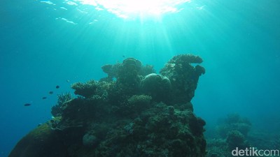 Karimunjawa Rasa Bahama