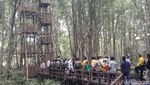 Hutan Bakau Raksasa dari Indragiri Hilir