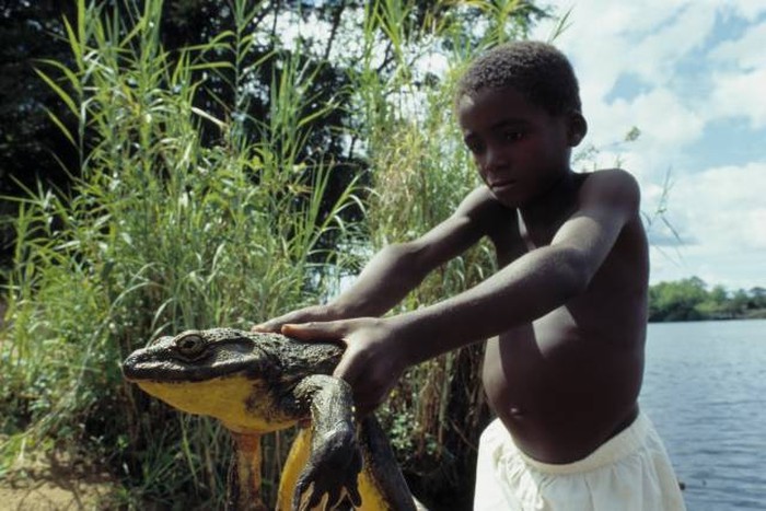 Katak Raksasa Juga Ada di Afrika, Beratnya 3 Kg!