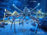 Ini Crabzilla, Kepiting Monster Raksasa