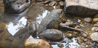 Katak Raksasa Juga Ada di Afrika, Beratnya 3 Kg!