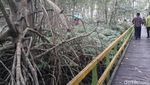 Hutan Bakau Raksasa dari Indragiri Hilir