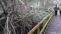 Foto: Lihat perbandingan antara pohon bakau dan tinggi manusia normal. Jarang-jarang ada pohon bakau sebesar ini. Pohon-pohon bakau ini tumbuh bagai raksasa dengan lingkaran pohon mencapai rata-rata 40 cm (Chaidir/detikTravel)