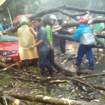 Begini Penampakan Evakuasi Mobil yang Tertimpa Pohon di UI