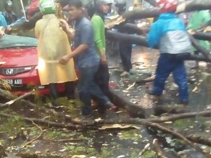 Pohon Tumbang di Dekat UI Timpa Mobil, 2 Orang Tewas dan 1 Terjepit
