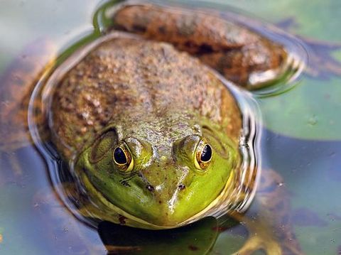 American Bullfrog.