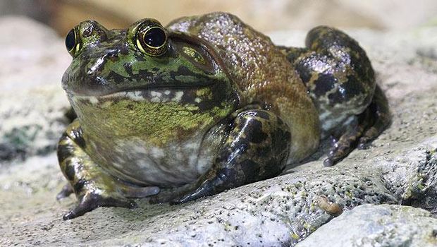 Perbedaan Katak dan Kodok