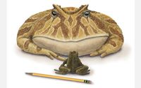 Katak setan atau Devil Frog. 