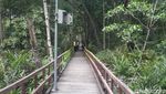 Hutan Bakau Raksasa dari Indragiri Hilir