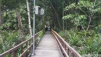 Foto: Inilah jalur trekking di hutan Pulau Cawan, Kecamatan Mandah, Kab Inhil. Jalur tracking ini lebarnya 1 meter, tinggi 75 cm dari rawa gambut (Chaidir/detikTravel)
