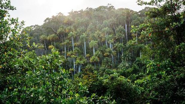 Hutan tropis di Kuba (Tanveer Badal/BBC Travel)