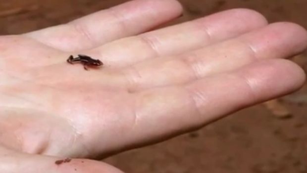 Monte Iberia, katak yang ukurannya sangat kecil (Animal Kingdom/Youtube)