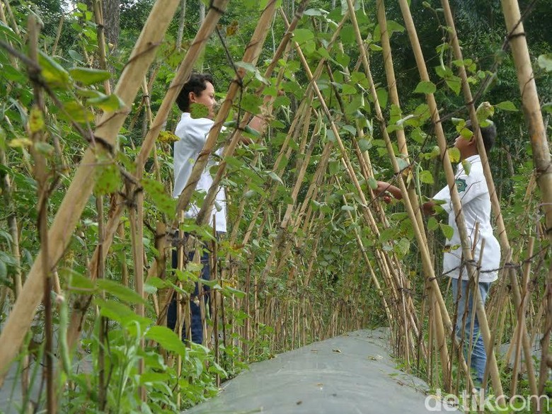 Menengok MTs Pakis, Sekolah Anak Mandiri di Lereng Gunung 