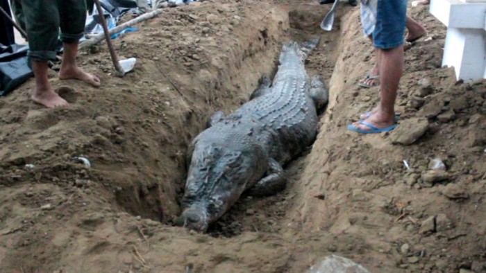 Buaya 5 Meter yang Dipancing Warga Aceh Singkil Mati