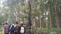 Foto: Trekking di dalam hutan bakau raksasa. Setiap hari libur masyarakat dari Kab Inhil serta sejumlah kampus yang ada di Pekanbaru sering melakukan kunjungan di sana (Chaidir/detikTravel)