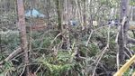 Hutan Bakau Raksasa dari Indragiri Hilir