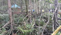 Foto: Batang mangrove menjulang tinggi mencakar langit. Terik matahari terbendung oleh rimbunnya pohon bakau tersebut. Hutan bakau yang tumbuh secara alami ini menyejukan mata saat memandang (Chaidir/detikTravel)