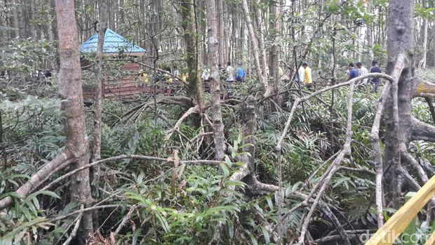 Ada Hutan Bakau Raksasa Di Pedalaman Riau