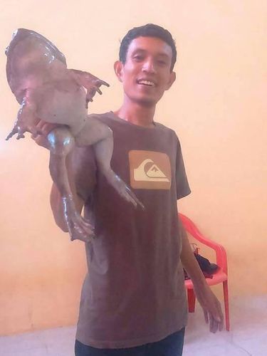 Katak Raksasa dari Sulsel di Antara Katak-katak Jumbo di Dunia