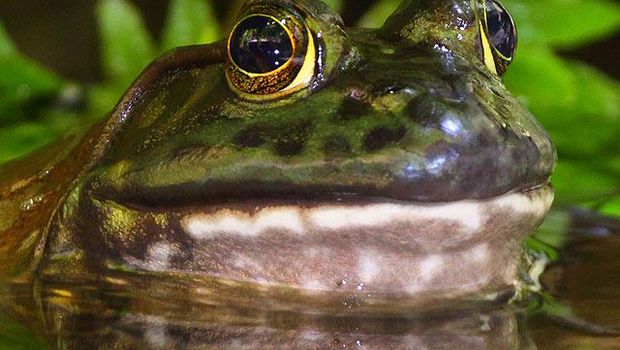 30 Gambar Katak Raksasa  Gambar Tulisan