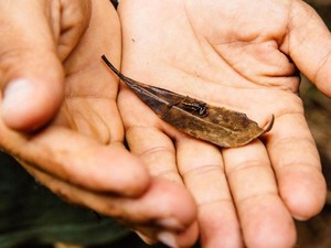 Sudah Tahu Belum, Katak Terkecil di Dunia Seperti Ini