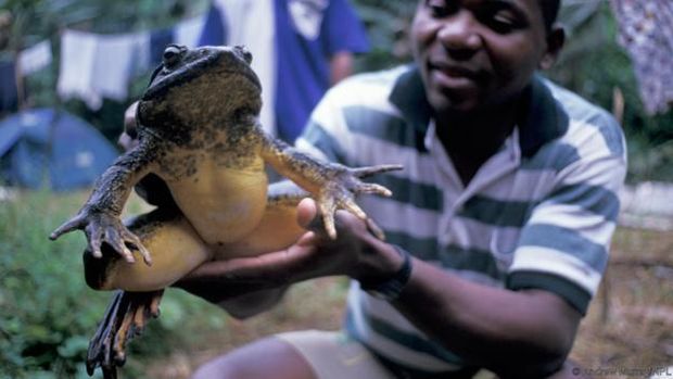 Katak Goliath.